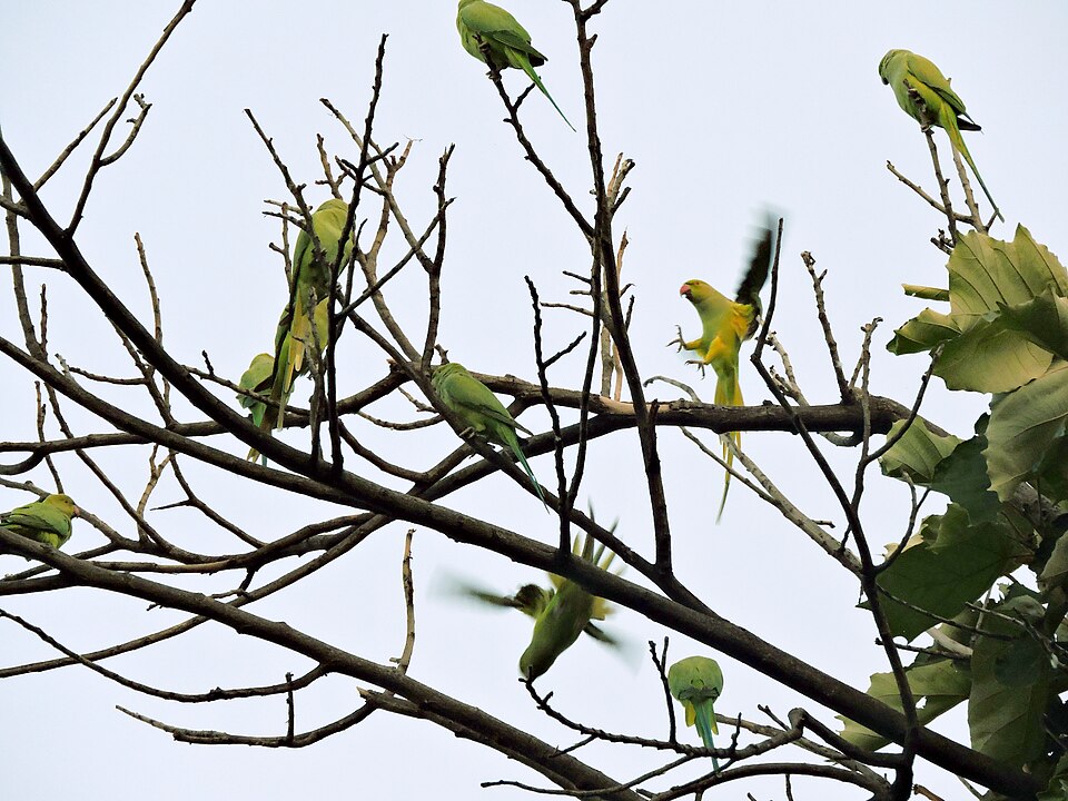 Flock of hand-raised parrots