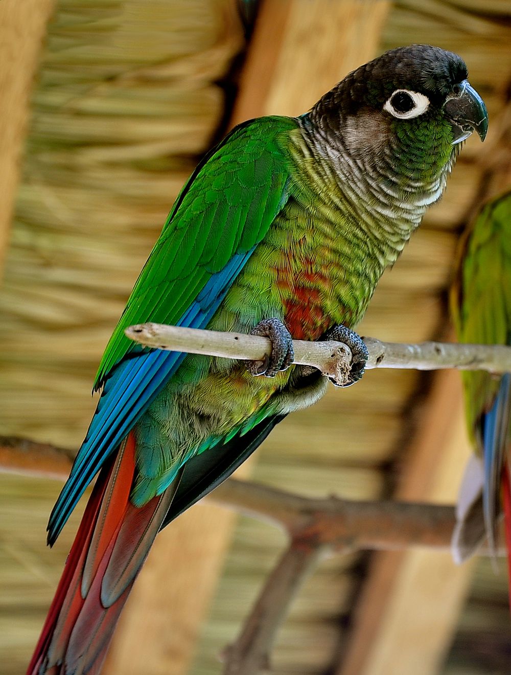 Baby Green Cheek Conure