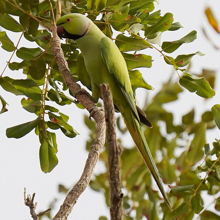 Indian Ringneck parrot